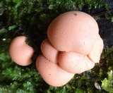Lycogala epidendrum image