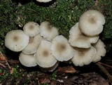 Clitocybula abundans image