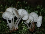 Clitocybula abundans image
