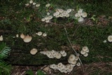 Clitocybula abundans image