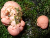 Lycogala epidendrum image