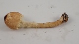 Lepiota magnispora image