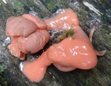 Lycogala epidendrum image