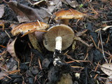 Pholiota brunnescens image