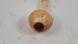 Lepiota magnispora image