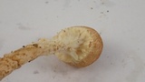 Lepiota magnispora image