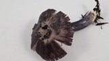 Entoloma pigmentosipes image