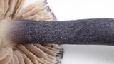 Entoloma pigmentosipes image