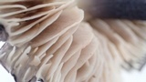 Entoloma pigmentosipes image