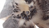 Entoloma pigmentosipes image