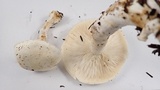 Leucopaxillus albissimus image