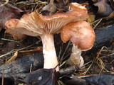 Armillaria gallica image