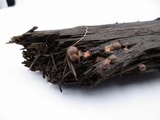 Lycogala epidendrum image