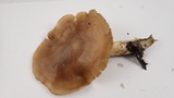 Lyophyllum decastes image