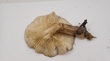 Lyophyllum decastes image