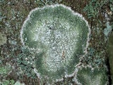 Pertusaria amara f. amara image