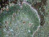 Pertusaria amara f. amara image