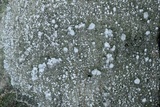 Pertusaria amara f. amara image