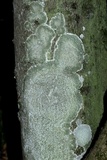 Pertusaria amara f. amara image