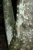 Pertusaria amara f. amara image