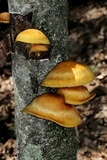 Gymnopilus luteus image
