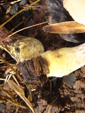 Armillaria gallica image