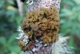 Leptogium phyllocarpum var. phyllocarpum image