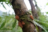 Echinoporia aculeifera image
