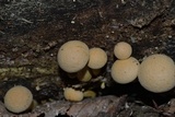 Gymnopilus luteus image