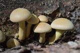 Gymnopilus luteus image