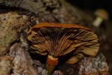 Gymnopilus luteus image