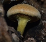 Gymnopilus luteus image