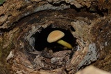 Gymnopilus luteus image