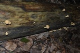Gymnopilus luteus image