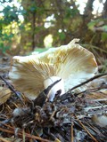 Lactarius xanthogalactus image
