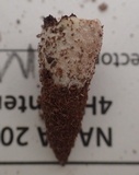 Hypocrea latizonata image