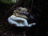 Fomitopsis officinalis image