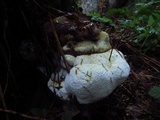 Fomitopsis officinalis image