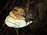 Fomitopsis officinalis image