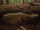 Fomitopsis mounceae image
