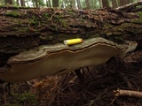 Fomitopsis mounceae image