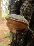 Phellinus igniarius image