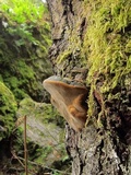 Phellinus igniarius image