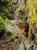 Phellinus igniarius image