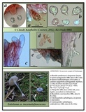 Entoloma incarnatofuscescens image