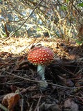 Amanita amerimuscaria image