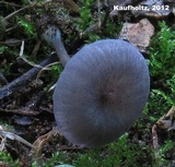 Entoloma incarnatofuscescens image