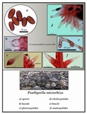 Psathyrella microrhiza image