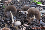 Psathyrella microrhiza image