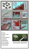 Xerula megalospora image